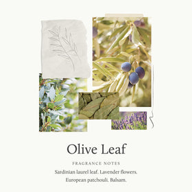 Thymes close-up olive leaf ingredient texture highlighting natural botanical benefit