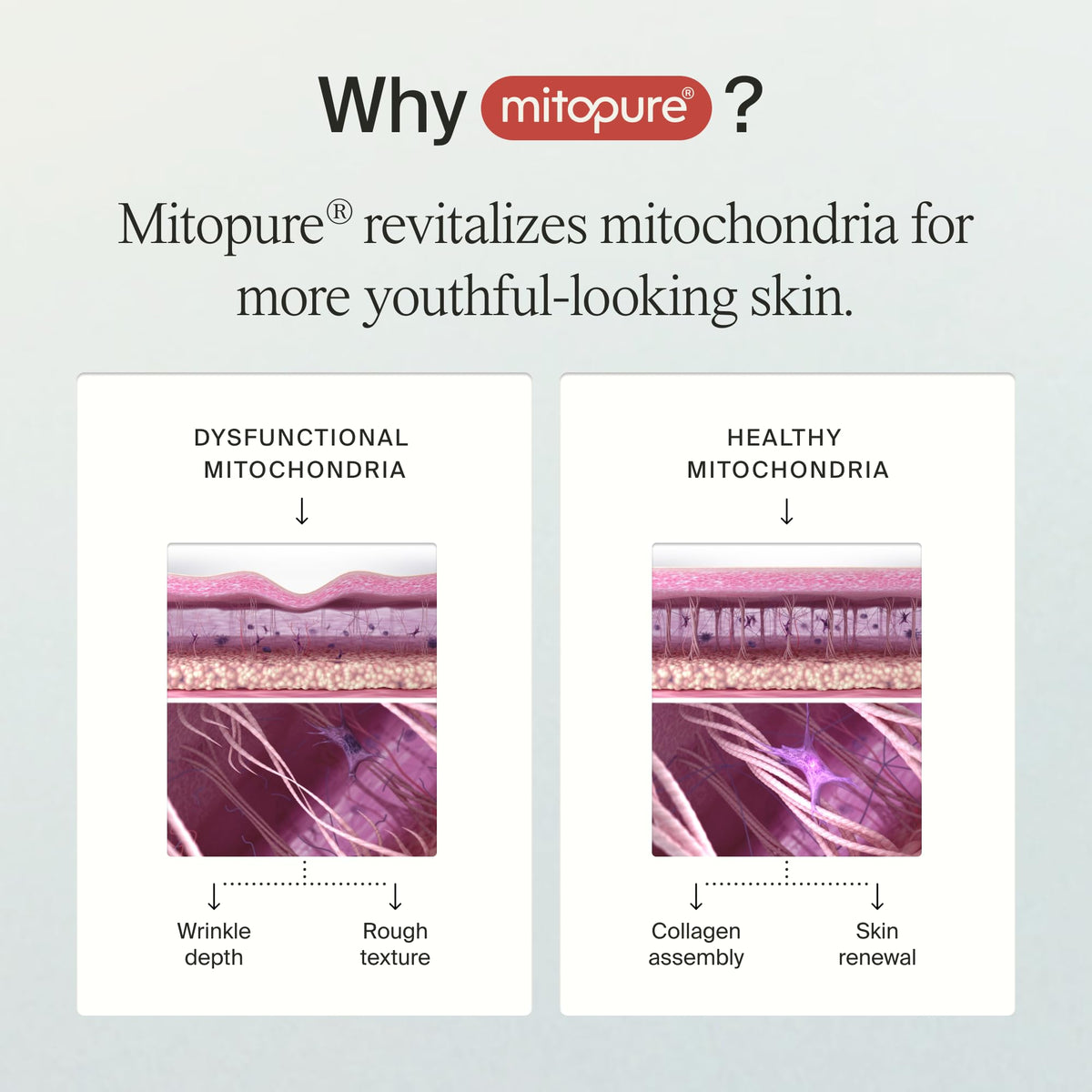Timeline Mitopure gel-cream texture on palm, highlights smooth application benefit