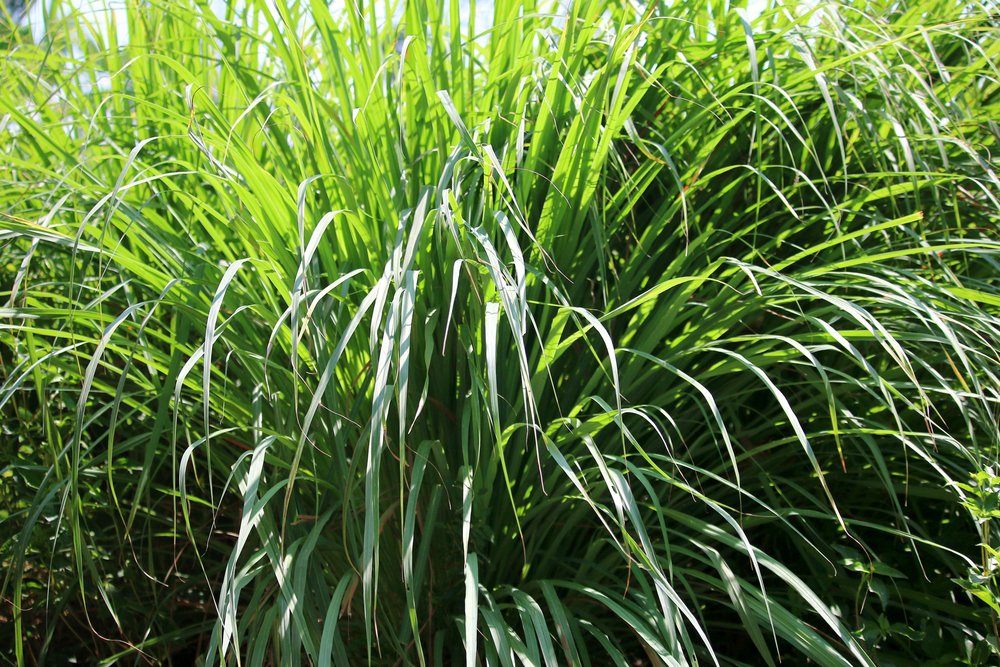 Fresh Cymbopogon nardus leaves source image showing US Organic botanical origin