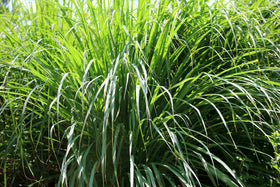 Fresh Cymbopogon nardus leaves source image showing US Organic botanical origin