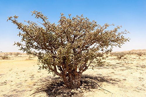 US Organic dropper dispensing frankincense oil highlighting controlled dosing