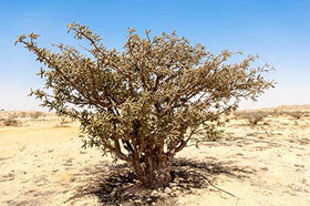 US Organic dropper dispensing frankincense oil highlighting controlled dosing