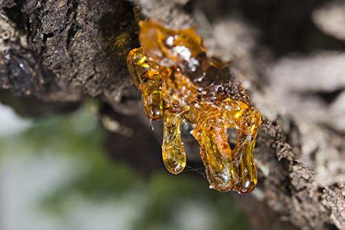 US Organic Boswellia resin closeup showing source material and natural origin