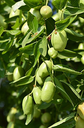 US Organic jojoba oil applied to hair ends showing frizz control benefit