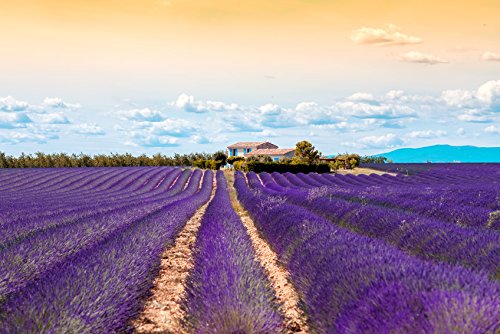 US Organic lavender fields in Bulgaria showing origin authenticity