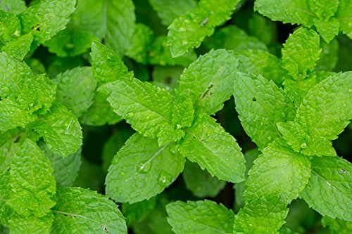 US Organic improved dropper cap dispensing a precise peppermint oil drop for accurate dosing