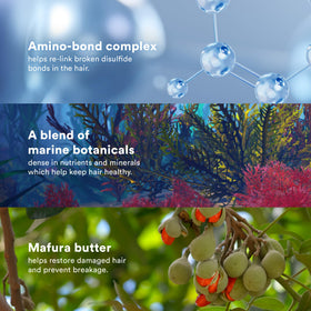 VERB red and brown algae with mafura butter showing nourishing blend