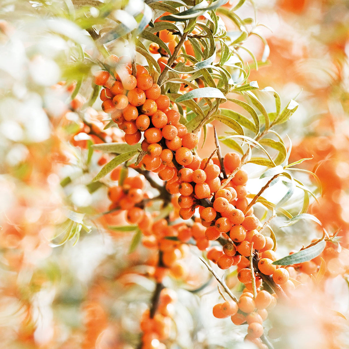 Weleda sesame seeds detail emphasizing nourishing plant oil base