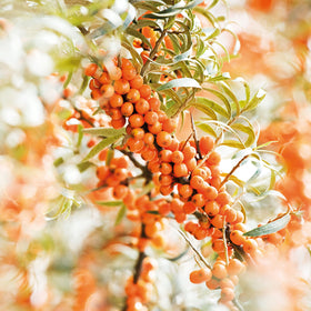 Weleda sesame seeds detail emphasizing nourishing plant oil base