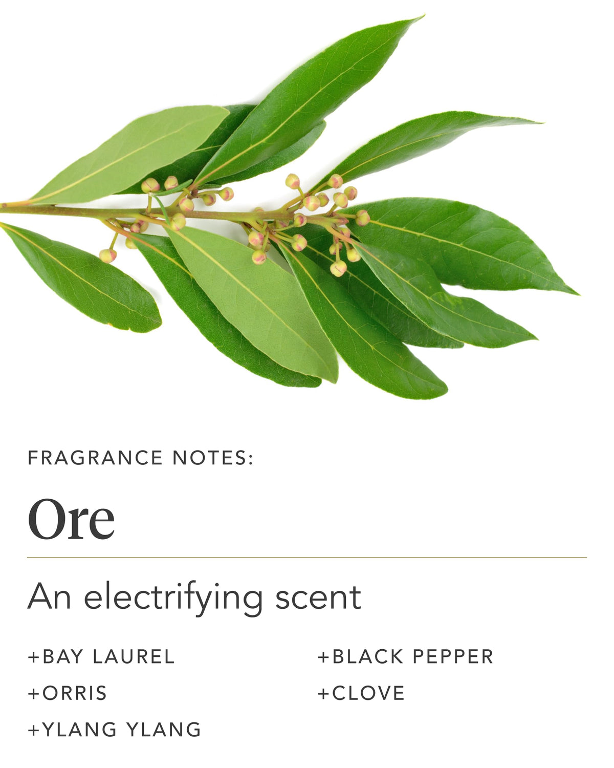 Zents being applied to hands for immediate softness benefit